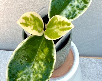US Seller - Hoya Carnosa Madara 'snow Angel' - Etsy