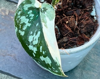 US SELLER Scindapsus Mayari Variegated