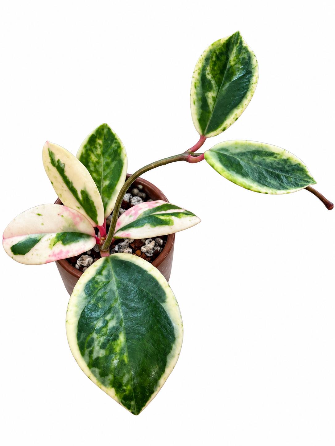 Hoya Carnosa Madara Snow Angel | Rooted Rare Variegated Hoya - Etsy