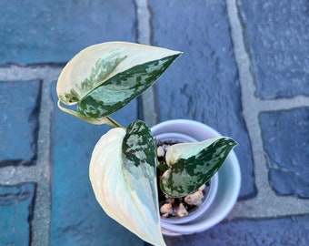 US SELLER Scindapsus Mayari Variegated