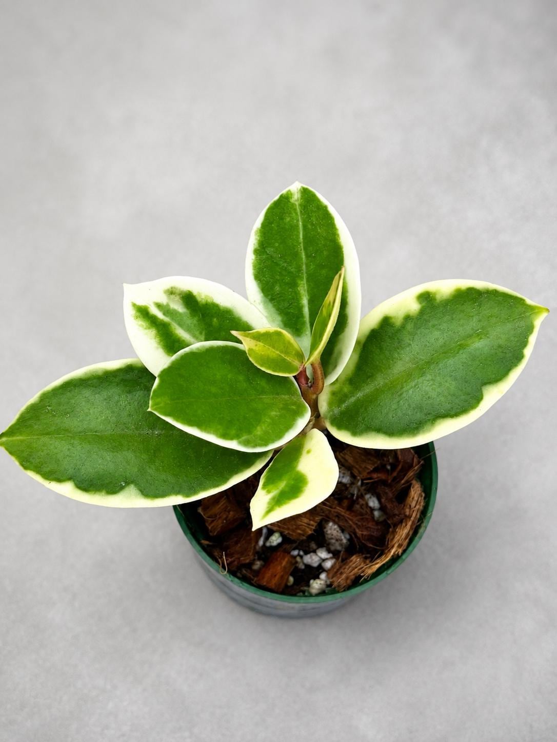 Hoya Carnosa Madara Snow Angel - Etsy