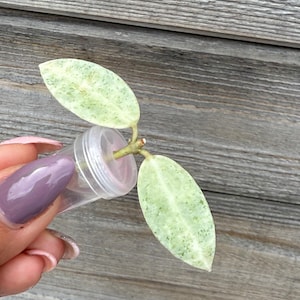 Hoya Madara Snow Angel - Etsy