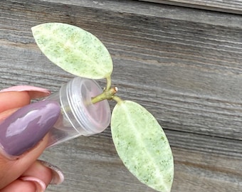 Hoya Winter Pandora unrooted cutting (grower’s choice)