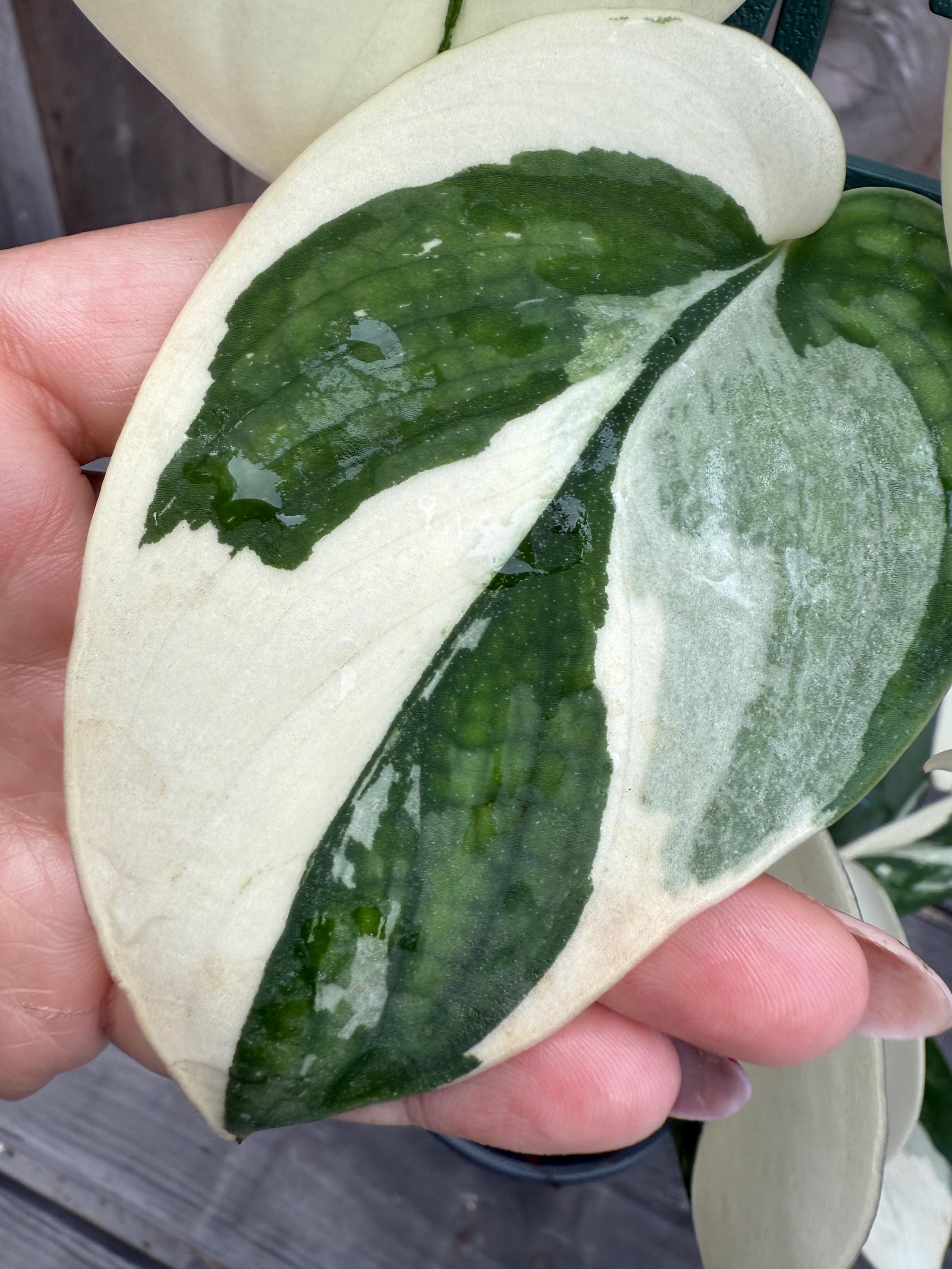 US SELLER Scindapsus Bunaken Variegated Unrooted Cutting (grower's