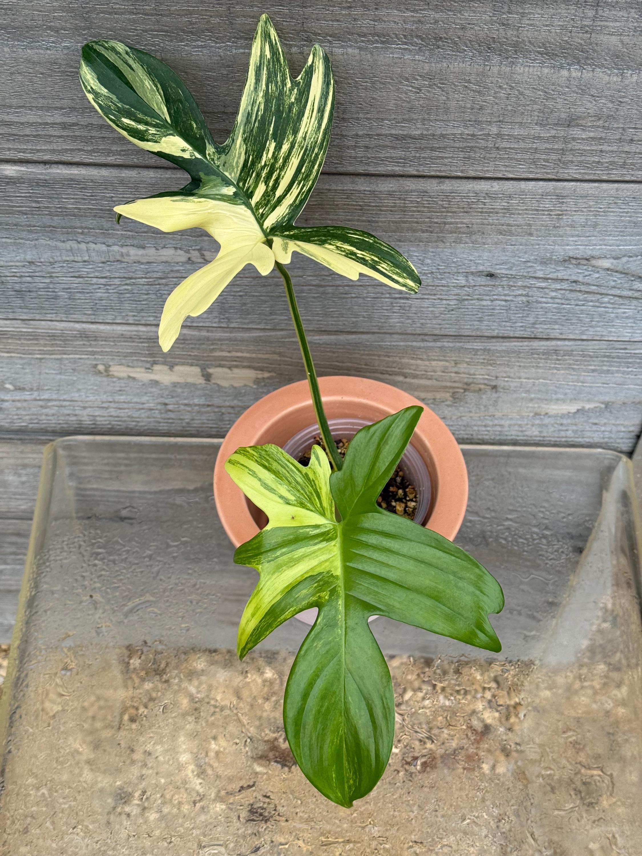 ponytail palm flower Ponytail Palm | Fun Easy Indoor Houseplant main image 1