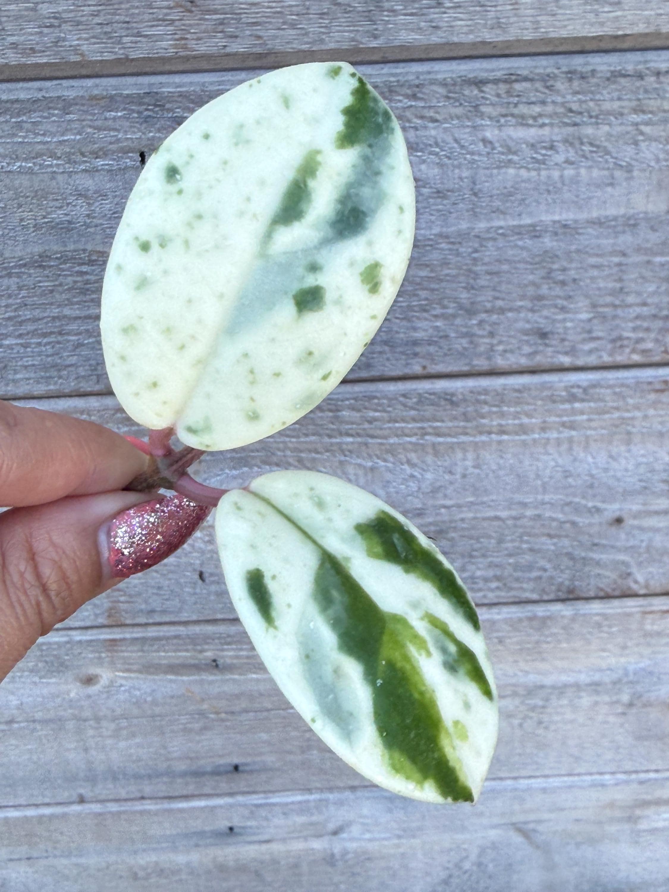 Hoya Madara Snow Angel Unrooted Cutting - 1 Node, 2 Leaves