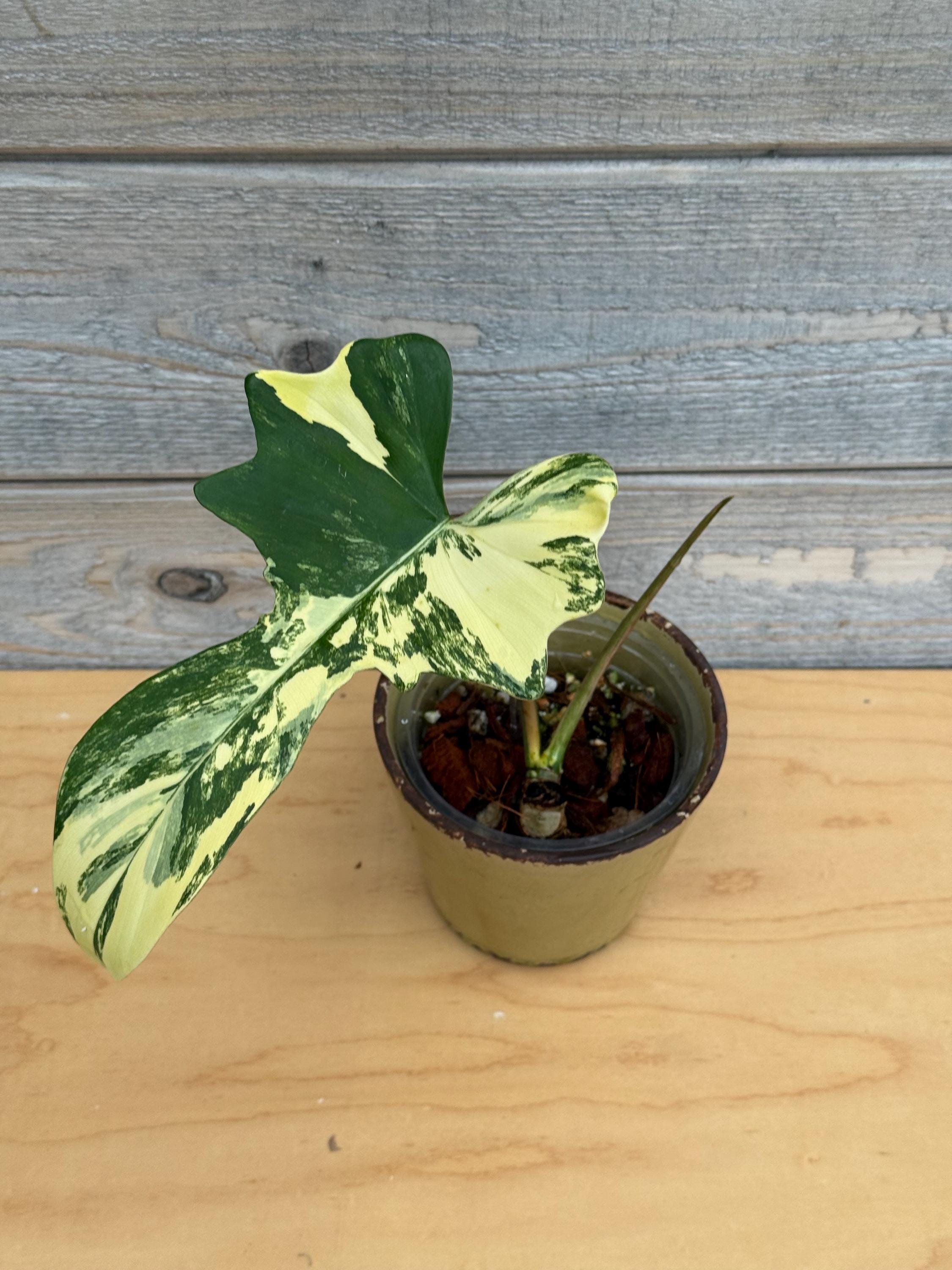 その他観葉植物 P. Radiatum x Florida Beauty x Mayoi Philodendron Radiatum x Florida Beauty x Mayoi
