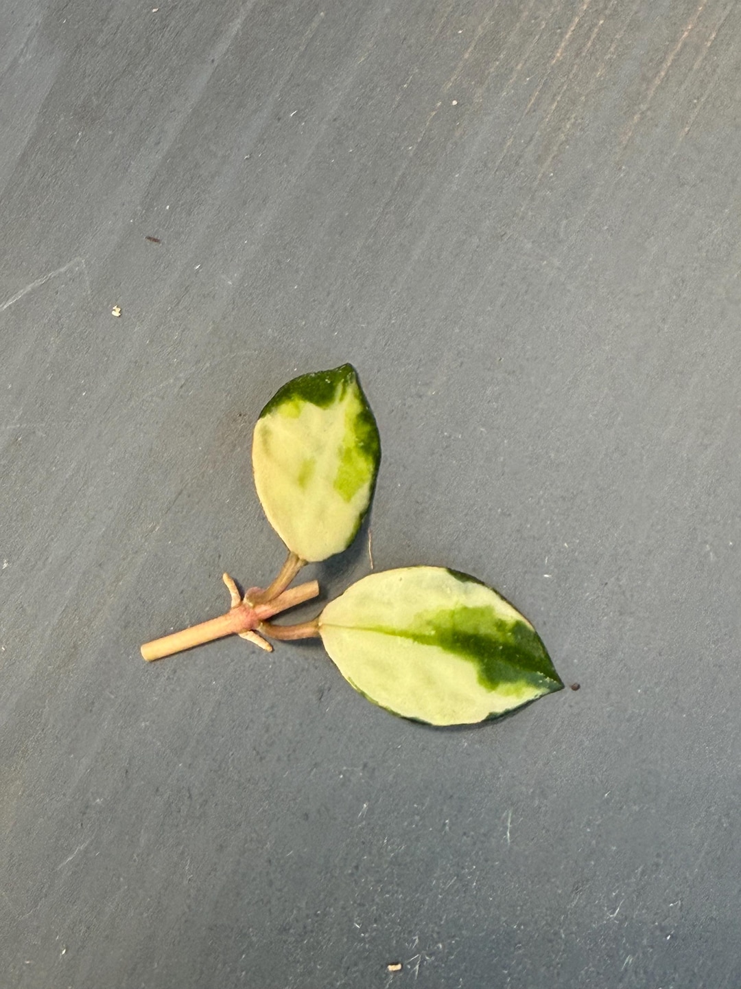 Hoya Lacunosa Minara Variegated Unrooted Cutting (grower's Choice