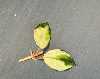 Hoya Lacunosa Minara Variegated Unrooted Cutting (grower's Choice