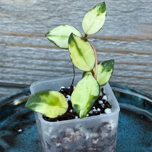 Hoya Lacunosa Minara
