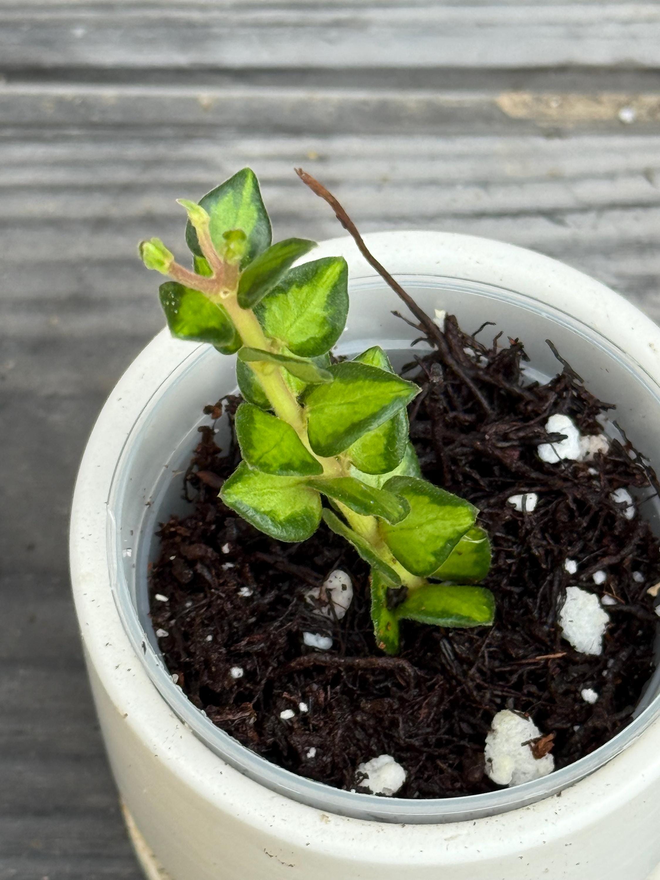 Hoya Chinghungensis Variegated - Etsy