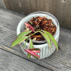 Hoya Kentiana Lori Lyn