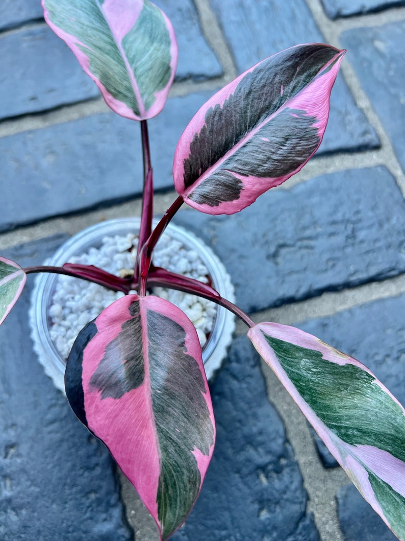 US Seller Variegated Philodendron Pink Princess Mutation image 3