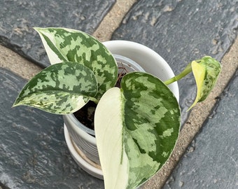 US SELLER Scindapsus Mayari Variegated