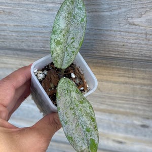 Hoya Wilbur Graves China