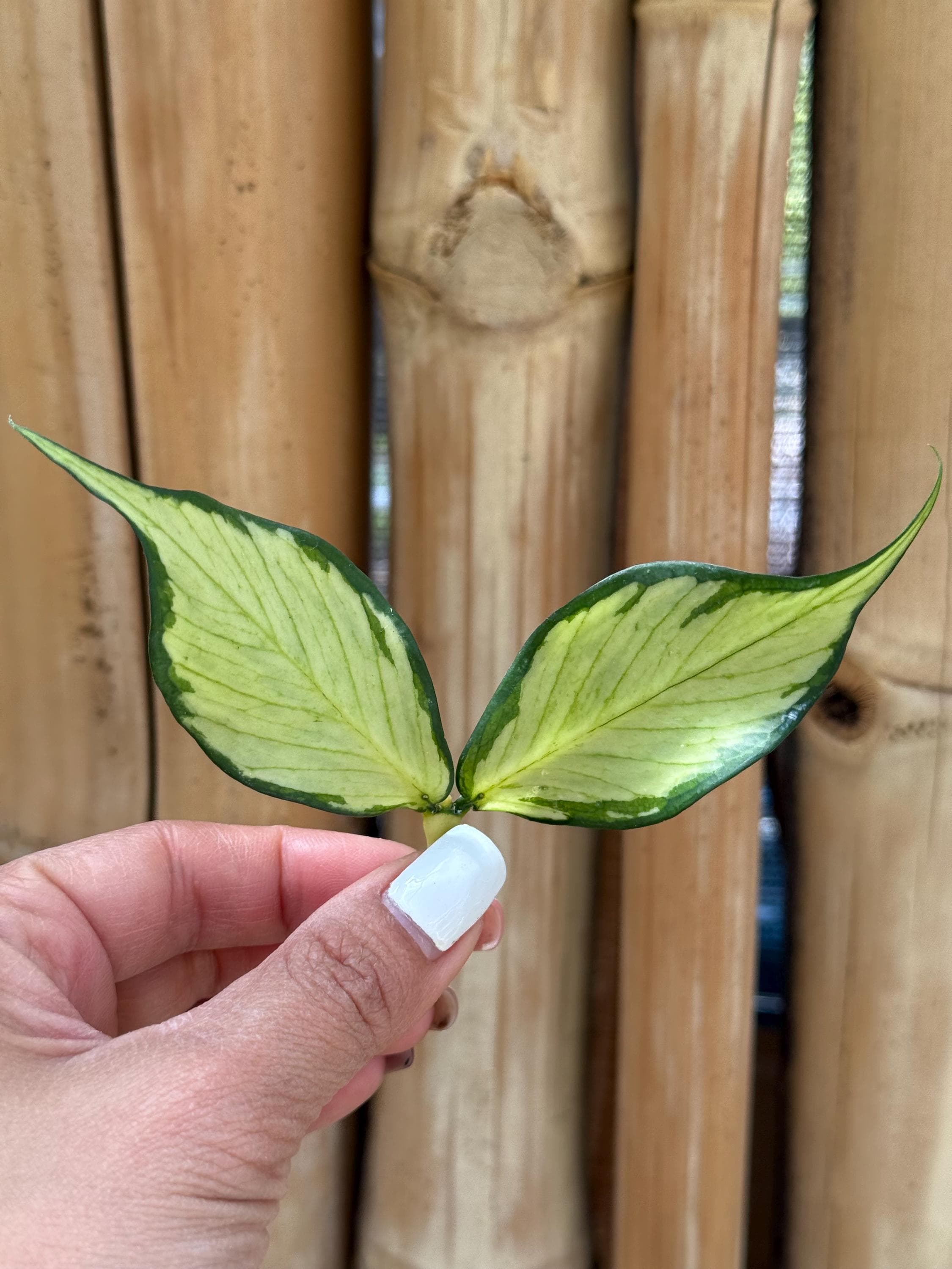 Hoya Nabawanensis Variegated - Etsy