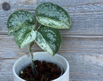 US SELLER Scindapsus Tembaga - Etsy