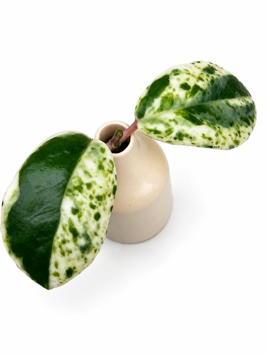 Hoya carnosa ' Madara angel' カット苗 Hoya Carnosa Madara 'Snow