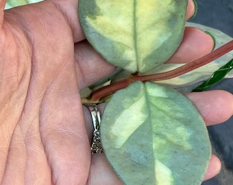 Hoya Carnosa Princess Argentea Unrooted Cutting - Grower's Choice