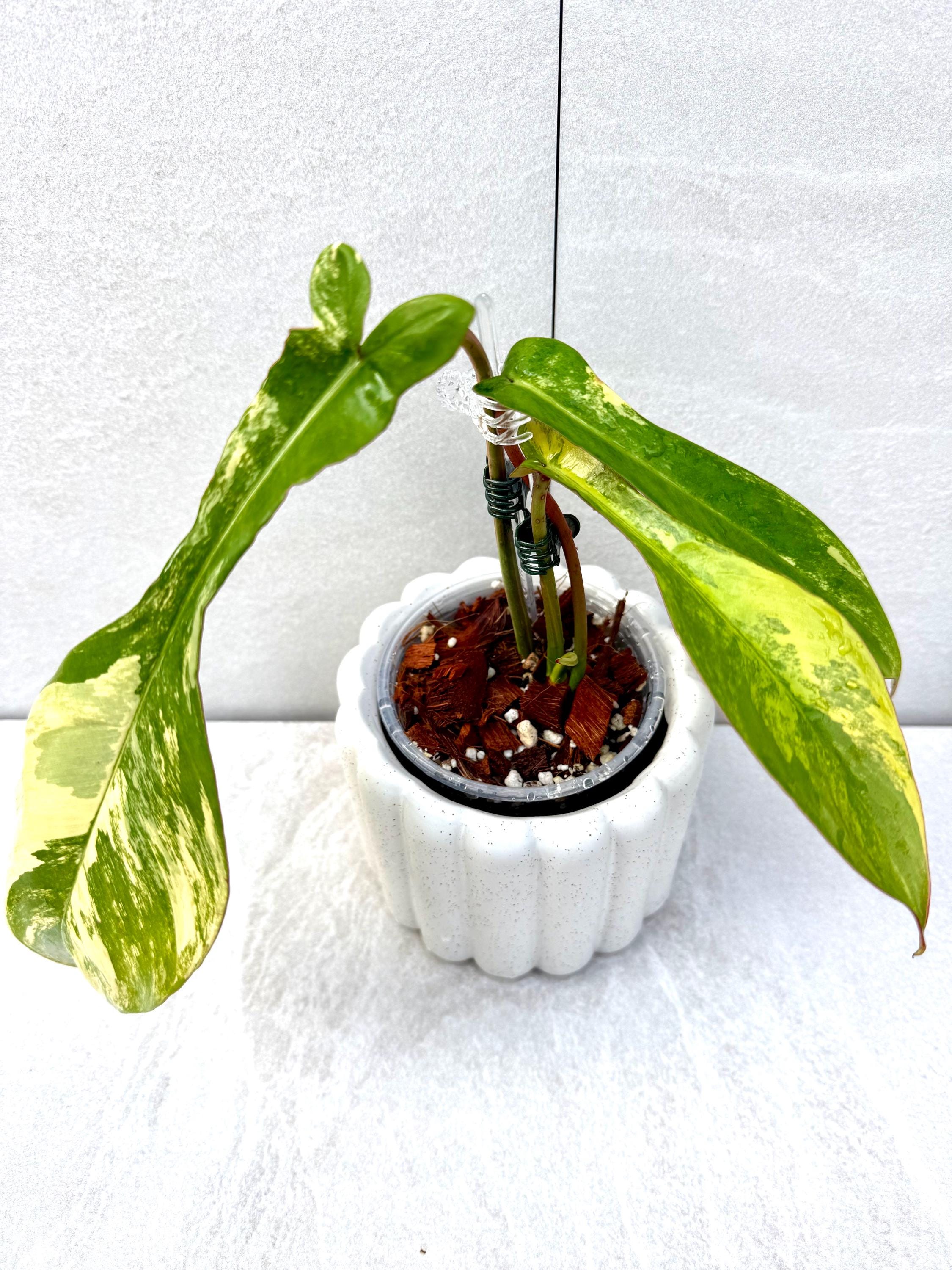 Variegated Philodendron Joepii - Etsy