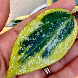 May include: Close-up of a Hoya leaf with a vibrant color palette. The leaf features a dark green center, speckled with white, and is bordered by a bright yellow-green edge. The leaf is held in a hand.
