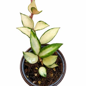 Hoya Chinghungensis Variegated - Etsy