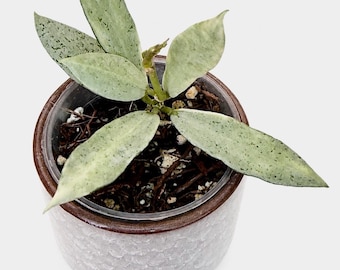Hoya Lacunosa Winter Pandora | Exact Plant | Rooted and Actively