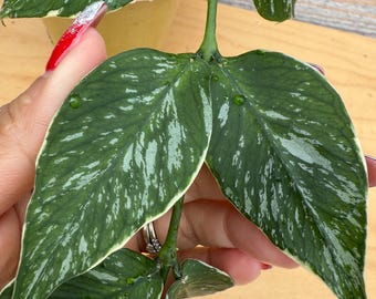 Hoya Polyneura UNROOTED Cutting Bundle - Hoya Polyneura ALBO