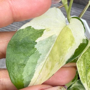 May include: Close-up of a variegated plant leaf. The leaf is a mix of green, white, and yellow. The leaf is being held by a person. The leaf has a heart shape.