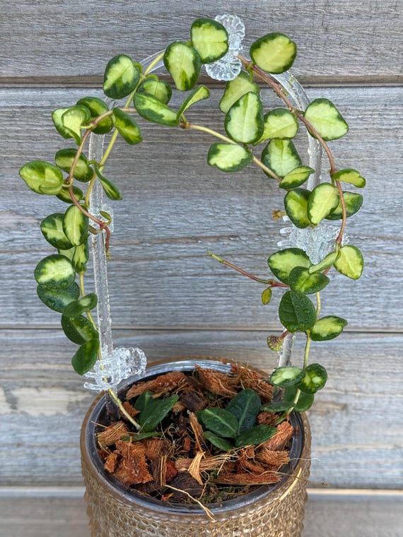 Rare Hoya Tengchongensis Variegated Unrooted Cutting (grower's