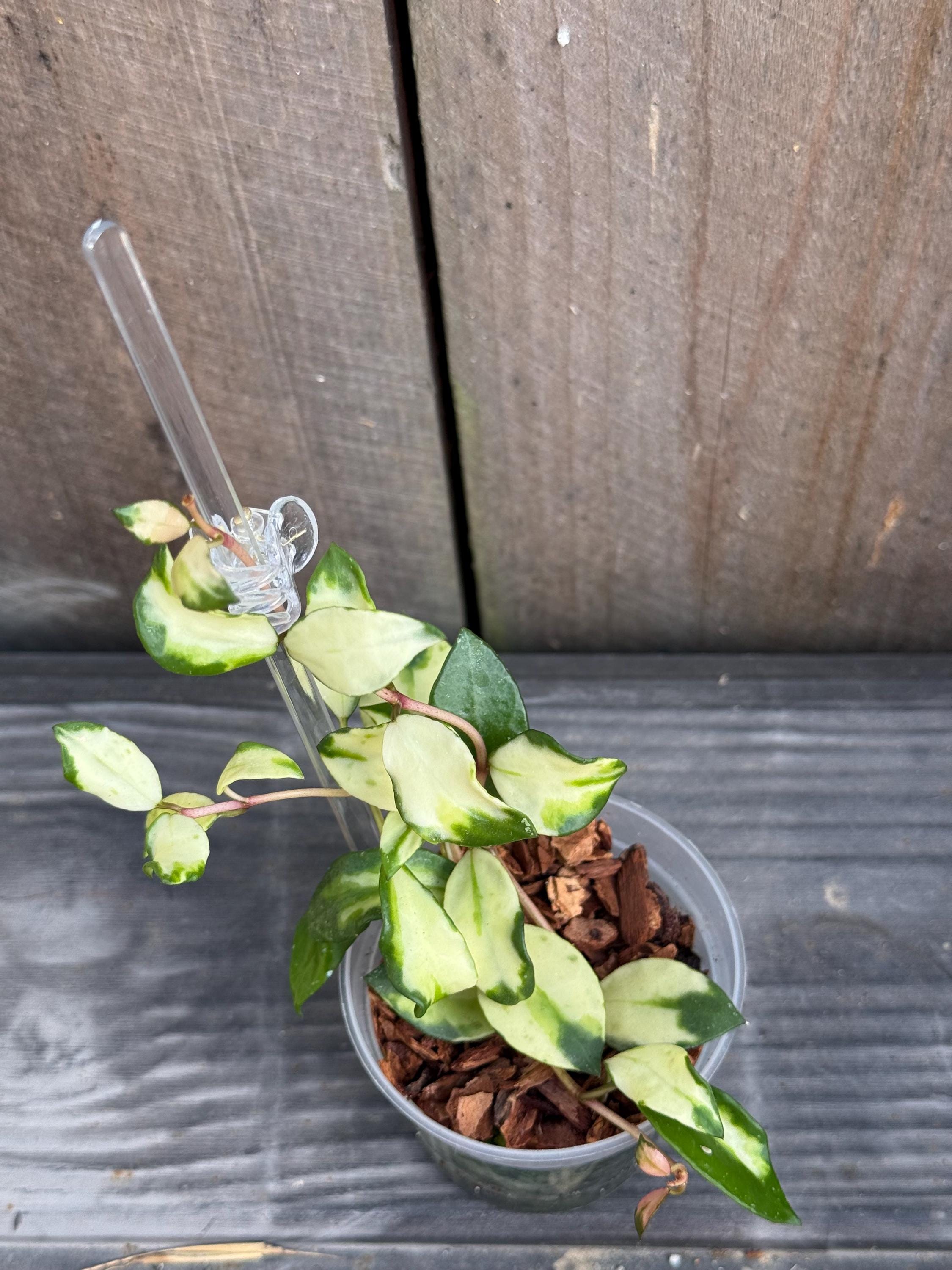 Hoya Lacunosa Minara Variegated Unrooted Cutting (grower's Choice