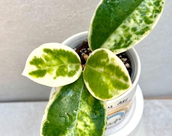 Hoya Madara Snow Angel Unrooted Cutting - 1 Node, 2 Leaves