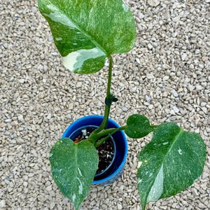 Platinum Mint Monstera - Etsy