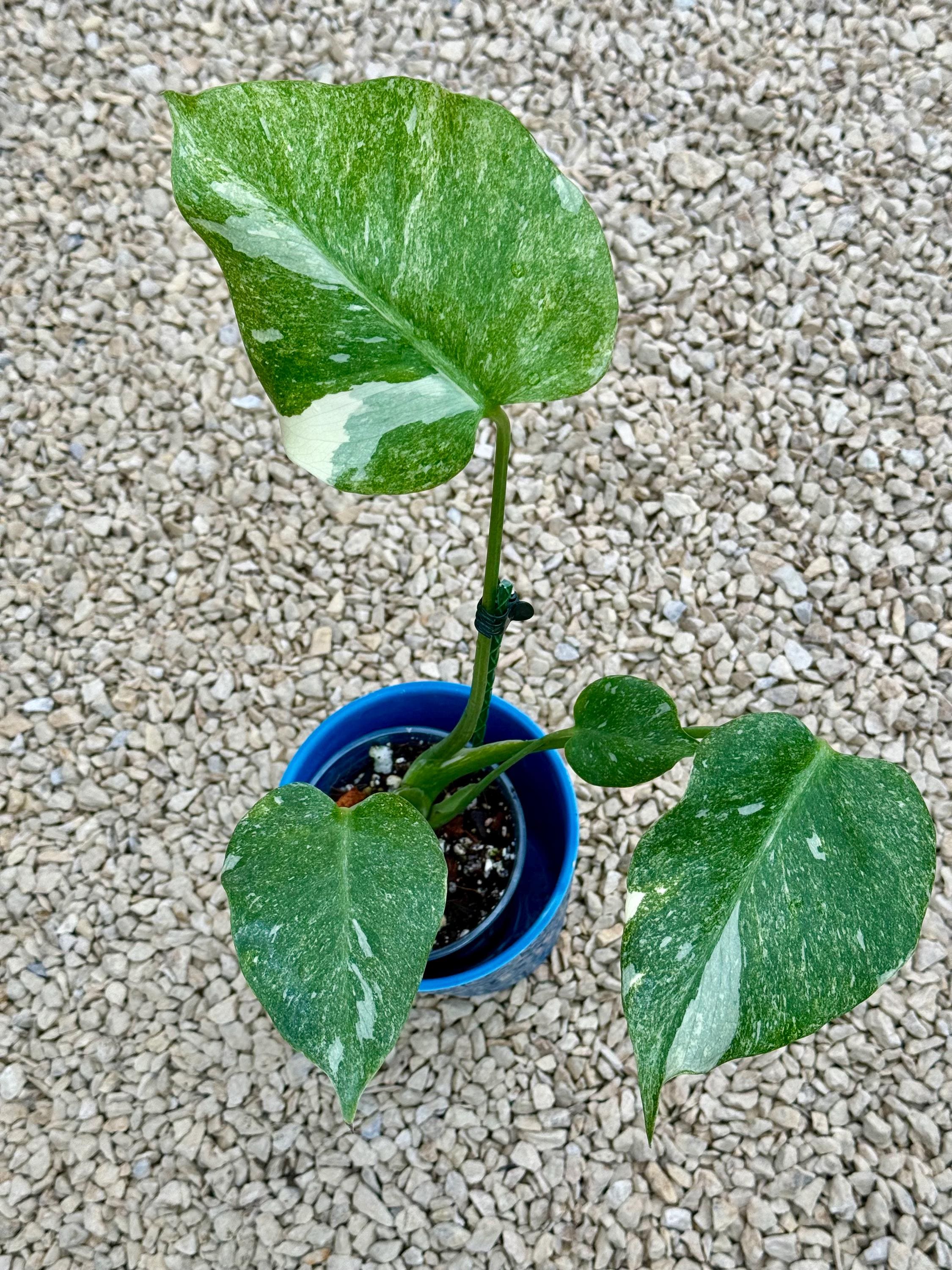 Monstera Thai Platinum - Etsy