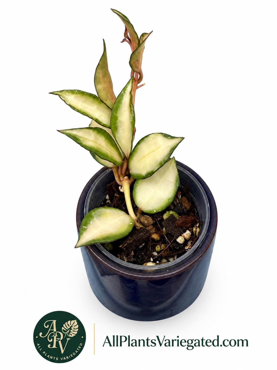 Hoya Chinghungensis Variegated - Etsy