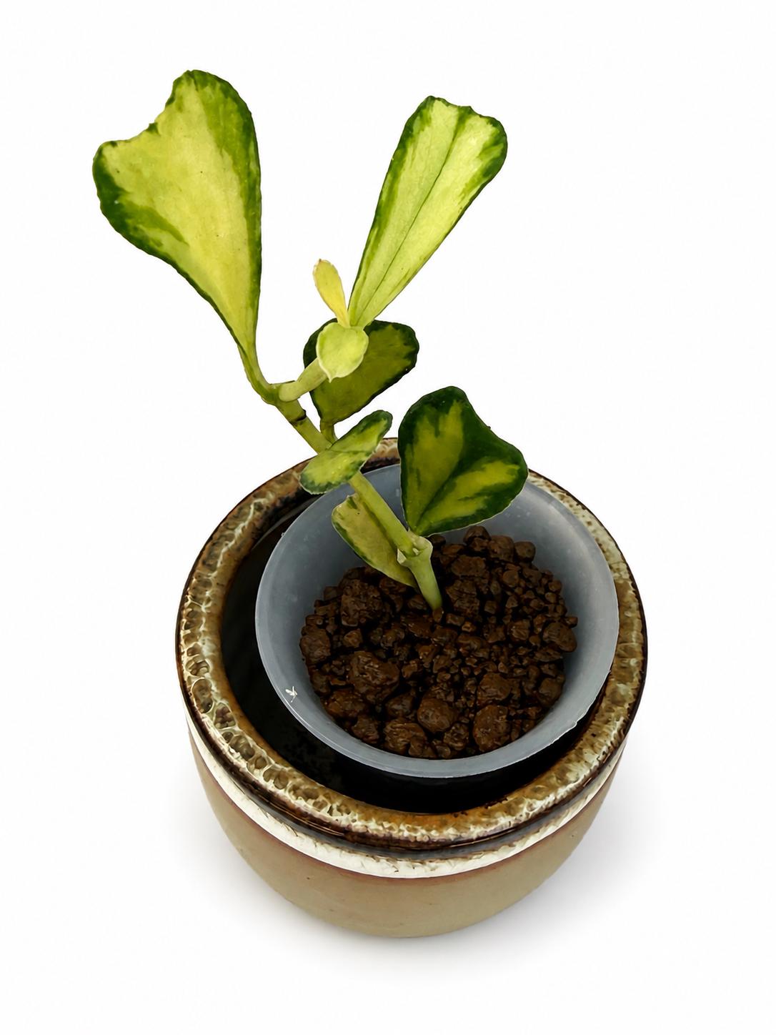 Hoya Manipurensis Variegated - Etsy