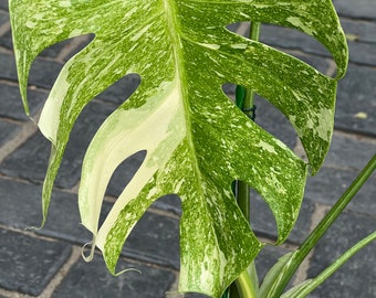 Monstera Thai Constellation ‘PLATINUM’