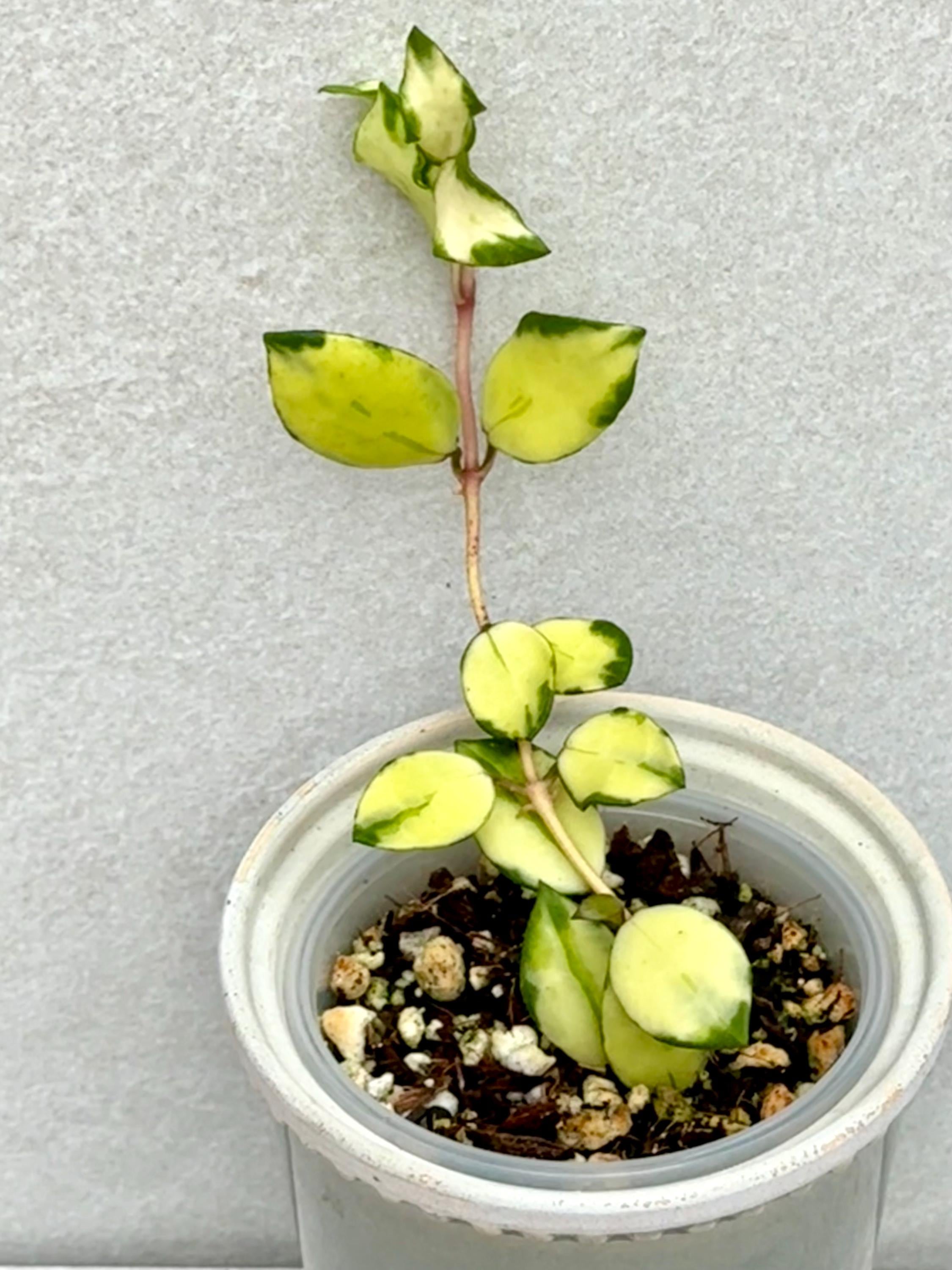 Hoya Chinghungensis Variegated - Etsy