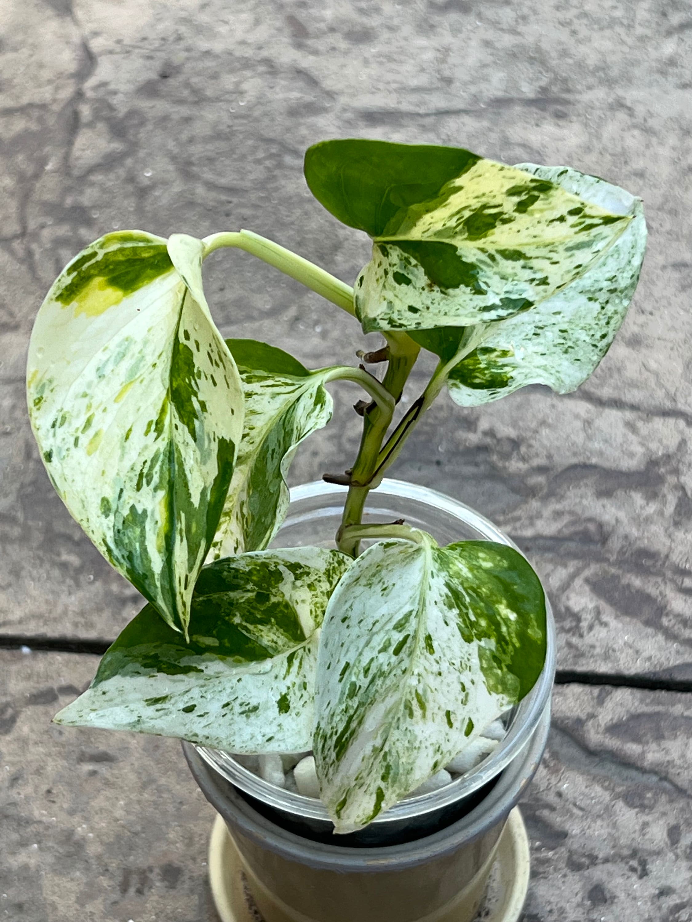 Rare White Sport Golden AKA "scrambled Egg Epipremnum Aureum" - Etsy