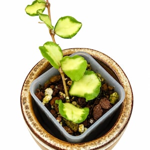 Hoya Chinghungensis Variegated - Etsy