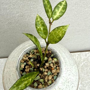 Hoya Lacunosa Peridot - Etsy