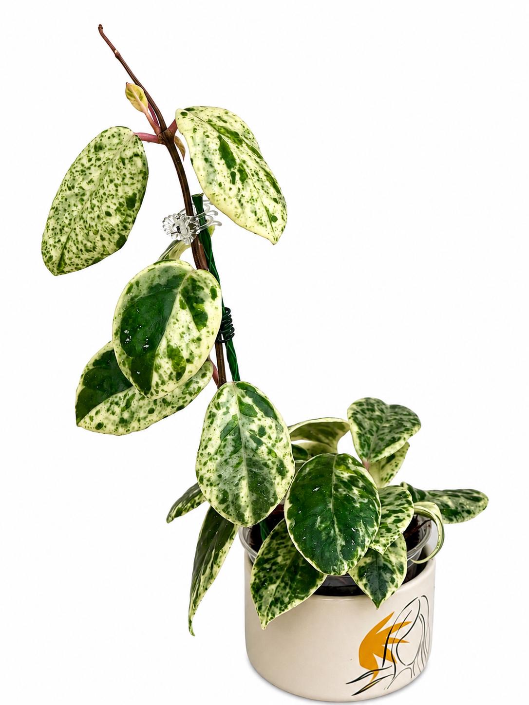 Hoya Madara Snow Angel Unrooted Cutting - 1 Node, 2 Leaves