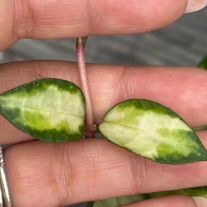 May include: Close-up of two variegated Hoya leaves, showcasing a vibrant mix of green and creamy white. The leaves are held between fingers, highlighting their delicate texture and unique color pattern. The stem is a soft pink.
