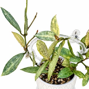 Hoya Carnosa Madara Snow Angel - Etsy