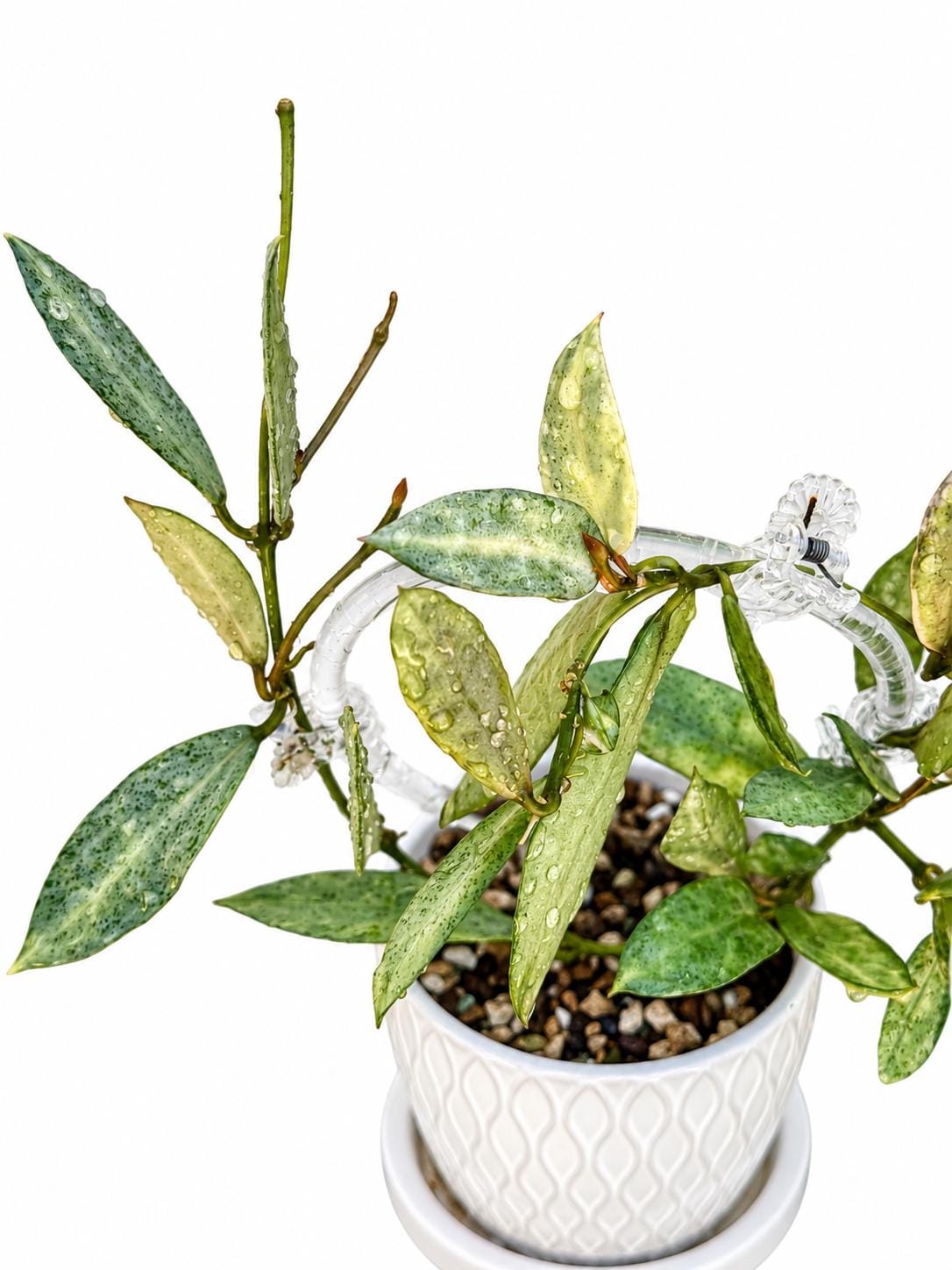 Hoya Carnosa Madara Snow Angel - Etsy