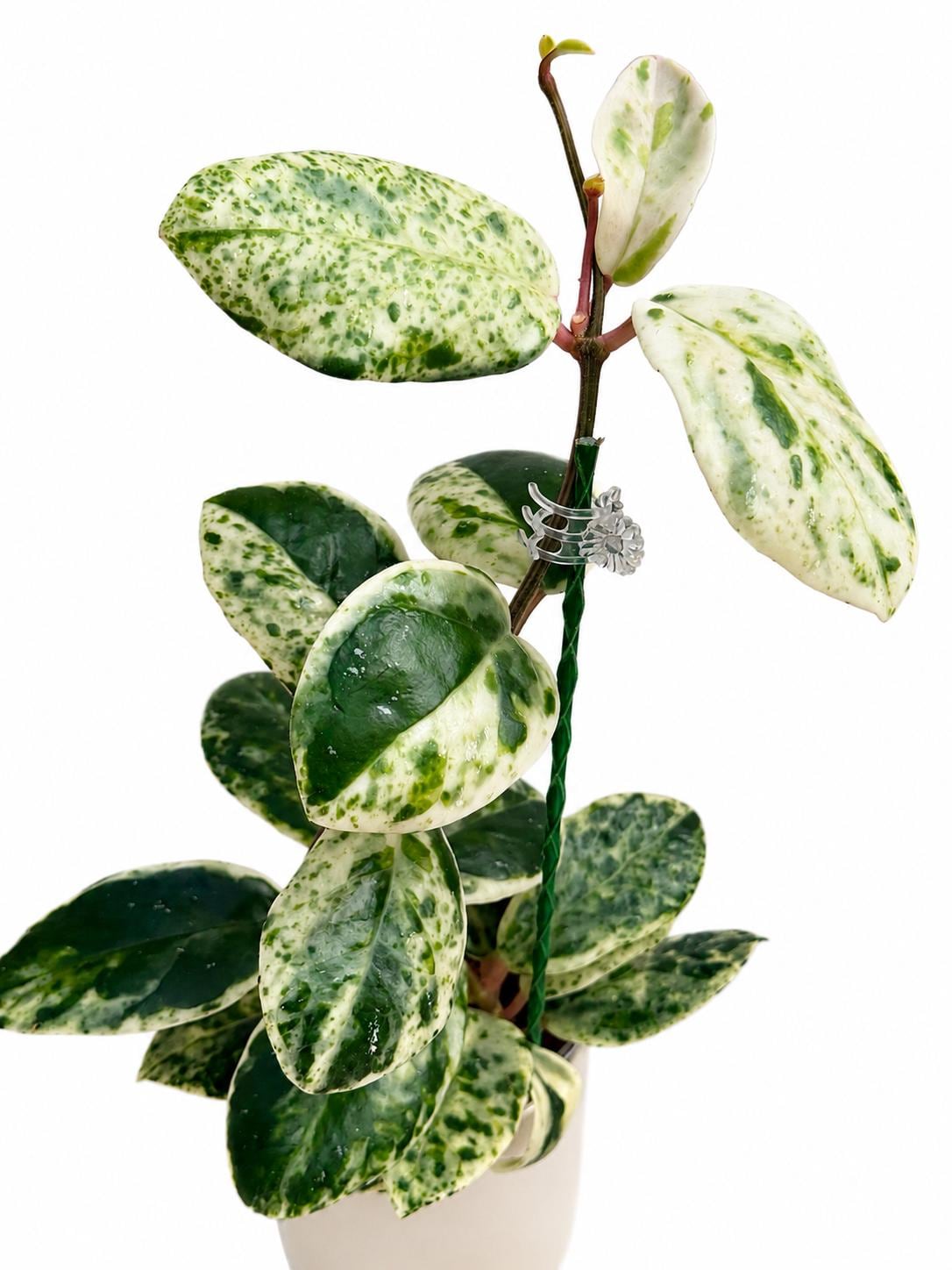 Hoya Madara Snow Angel Unrooted Cutting - 1 Node, 2 Leaves