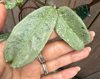 US Seller- Hoya Silver Polyneura Broget Fully Rooted Stable Plant