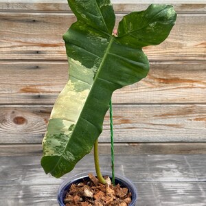 US Seller - Philodendron Variegated Billietiae X Flobe Hybrid Rooted  Cutting (one Leaf) - Etsy