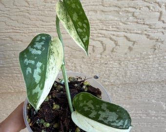 US SELLER Scindapsus Tembaga - Etsy