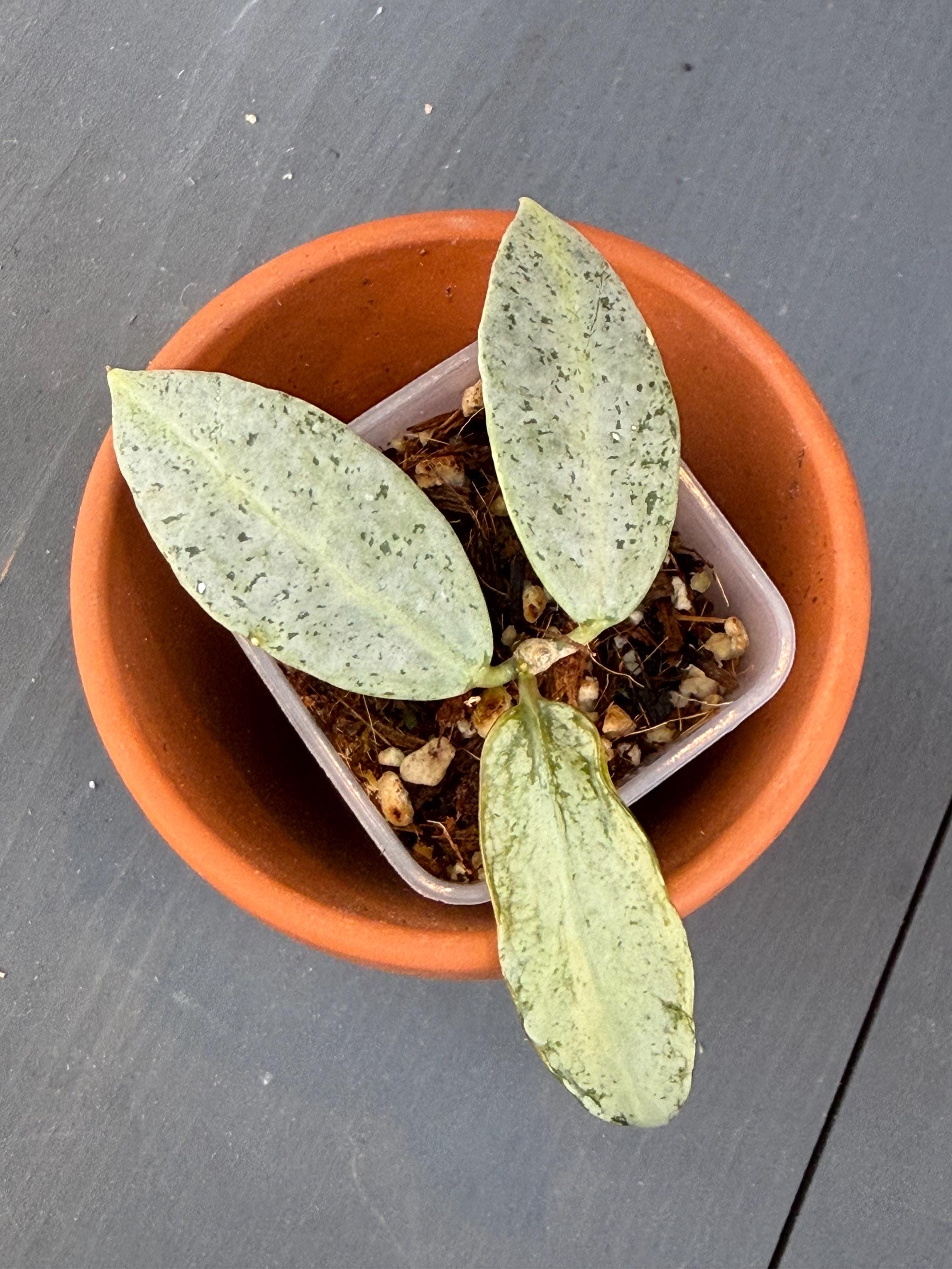 oneus ソホ ポラ Hoya Lacunosa Winter Pandora - Etsy